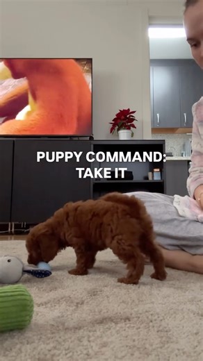 @topi.curlytoy on Instagram: "How to Teach Your Puppy: “TAKE IT” 👇 (with a pointing gesture) Pointing really helps them understand where to go, especially at the beginning How we do it: 1. Grab your puppy’s favorite toy.(you can use 2-3 toys and change it every minute ) 2. Ask for “Sit” (if they already know it). 3. At first, don’t throw far - only 20–30 cm away. 4. Point at the toy 👇 and say “Take it!” 5. The moment your puppy grabs it -say: “Good job!” 6. If they bring it back — praise again