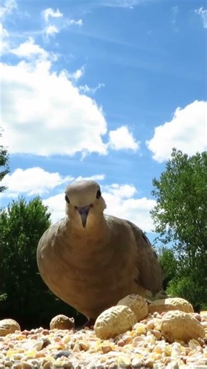 Hungry mourning doves look for the best seeds on the stump