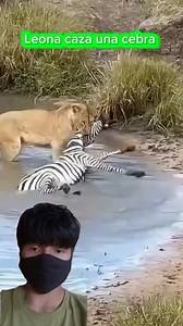 Leona caza una cebra #reels #virals #sabana #animals #caza #reaccion | Lobo Salvaje
