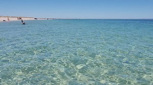 Dolphins swimming along Busselton Beach, Western Australia