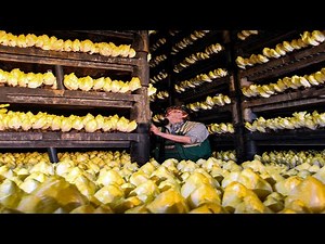 Amazing Golden Chicory Farm | Golden Chicory Root Planting & Harvesting Process | Modern Farm➤89