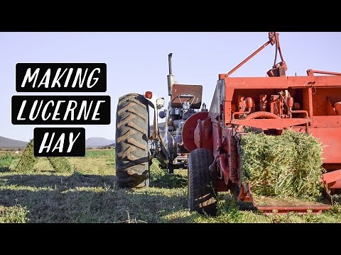 Cutting, Raking & Baling Lucerne (Alfalfa) | First Cut Lucerne | KAROO KIDS