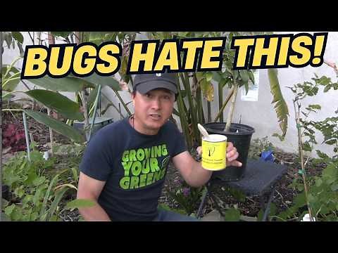 Stop Pests & Sunburn: This Organic Shield Saves Your Trees & Veggies