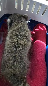 8.1K views · 2.1K reactions | Just picked up this poor baby raccoon. Covered in flystrike aka fly eggs. Gave some subq fluids asap and got fly eggs off. | Little Bit Wildlife Rescue | Facebook