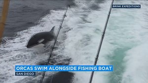 A BOAT RIDE THEY WILL NEVER FORGET! Watch the incredible video of a group of orcas having some fun swimming alongside a boat off the San Diego coast. | ABC7 Morning Show