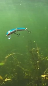 64K views · 946 reactions | Rapala Jointed | Rapala | Facebook