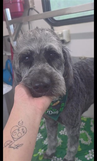 Transform Your Pets with Magical Petz Grooming