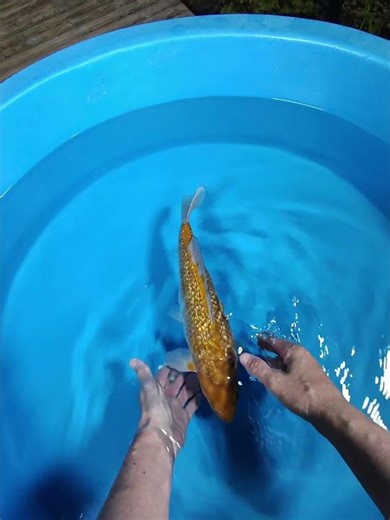 ginrin ochiba Takatatsu 1