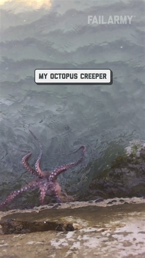 67K views · 359 reactions | Pets Get Scared Too!  | FailArmy | Facebook