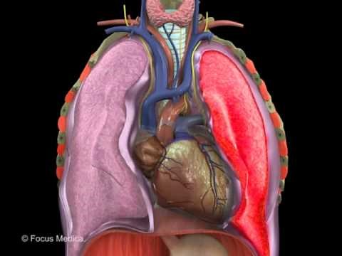 Heart - Digital Anatomy Atlas