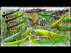 Catching Amazing Insect in the Garden: Giant Katydid, Grasshopper, Praying Mantis & More