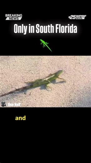 ONLY IN FLORIDA: Ben from Broward County uses his hair dryer to help a cold stunned iguana come back to life! #fallingiguanas #cold #broward #onlyinflorida Cris Martinez, Chief Meteorologist WPBF | WPBF 25 News