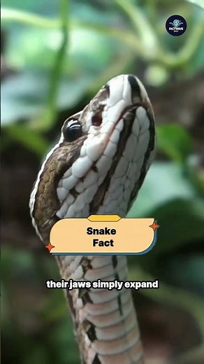 Snake Facts That Will Shock Your Mind 🐍⚡ || #snakefacts #animals ‪@FactwaveDaily01‬