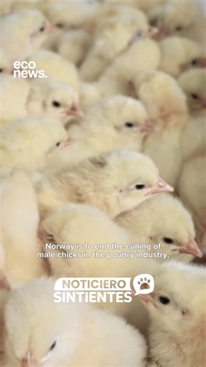 ¡Las últimas noticias del mundo animal desde el #NoticieroSintientes! 🗞️🌍🐾 Junto a @EcoNewsES