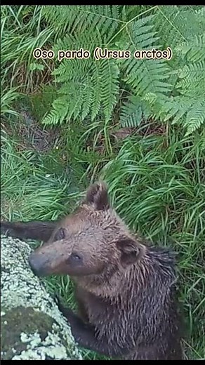 Oso pardo ( Ursus arctos). Asturias #wildlife