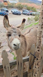 Baby Burro on Historic Route 66 in Oatman Route 66 Association of Arizona | Route 66 Road Relics