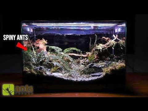 Creating a DREAM TERRARIUM for my NEW SPINY ANTS