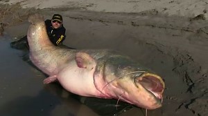Fisherman catches impossibly large 280-pound catfish