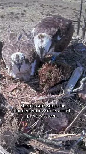 Watch our osprey mums lay their eggs! 🥚🥚🥚