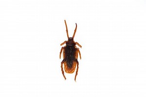 What Should I Do If I Eat a Cockroach by Mistake? - pestwhisperer.com
