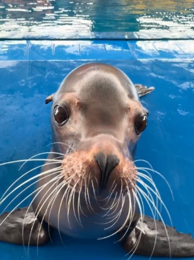 Sea Lion and Walrus Encounters: Seal RX7 Highlights