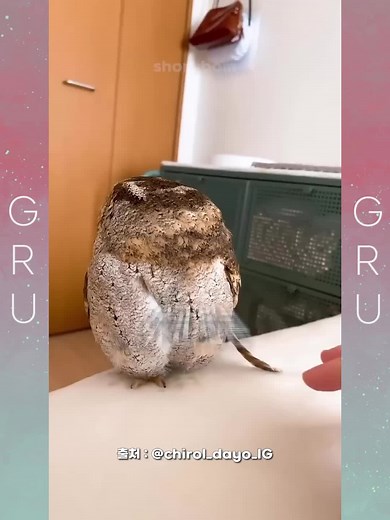 귀여운 올빼미와 함께하는 특별한 시간