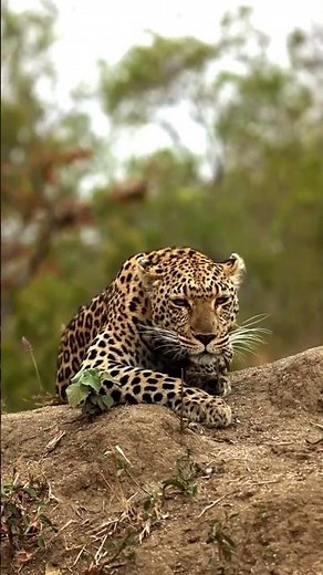 Safari Animal Sounds - Relaxing Wildlife Ambience in the African Savanna