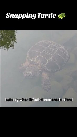Snapping Turtle Facts