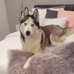 Name a more dramatic dog than Max 😅 | In The Know