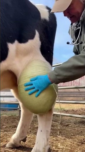 Veterinarian Removes a Massive Tumor from a Cow’s Leg | Life-Saving Farm Rescue #shorts #ai