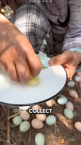 140 reactions · 26 shares | Chinese modern farm raise thousands of chickens | Lee Yumi | Facebook