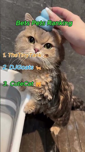 Best Pets Ranking #ranking #top #pets #foryou #viral #best