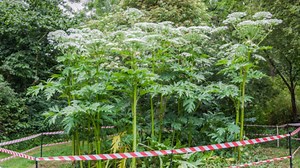 Introducing Giant Hogweed, One Of Canada's Most Dangerous Plants