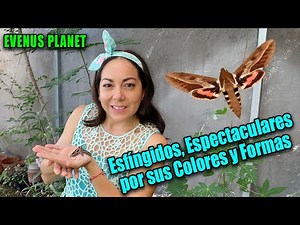 Conoce a los Esfíngidos (Lepidoptera: Sphingidae)