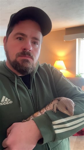 The division of labor at Herp Hype is very clear. 🤝 One of us is crunching the analytics to help reptile brands explode on social media... and the other is just crunching on snacks. 🫐🦎 I’ll give you a hint: I’m not the one on the banana diet. #bluetongeskink #lizard #reptilelover | Herp Hype LLC