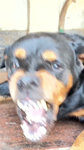 Angry Rottweiler barking sounds # #barkingsound #puppy rottweiler #petsempire #cute