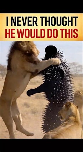 Lions Attacked Him… But Couldn’t Hurt Him 🦁⚔️