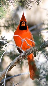 Cardinal Bird… the red heartbeat of nature.🥰 #CardinalLovers #CardinalStory #Cardinals #CardinalBird #RedCardinal #CardinalLove #CardinalVibes #CardinalBeauty #CardinalMoment #CardinalSpirit | Cardinal Bird Community