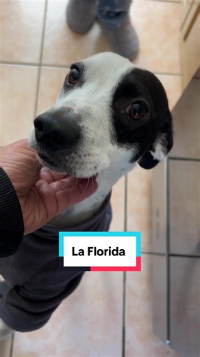 Servicios de cocina en La Florida: compromiso, calidad y confianza