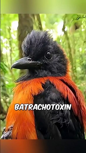 World's most poisonous bird #animals #facts #wildlife