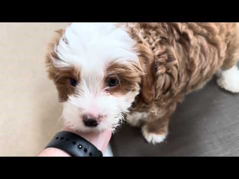 Lucy First Training Session 03/23