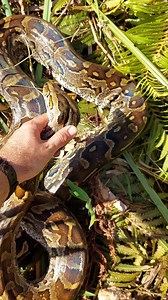 29K views · 830 reactions | While out conducting python research...