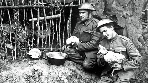 Why were animals useful in World War One? - BBC Bitesize