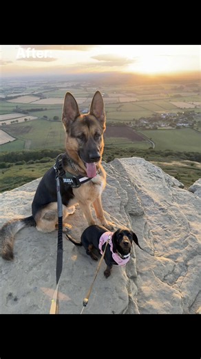 Inseparable German Shepherd and Sausage Dog Friendship