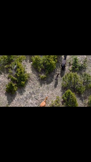 40K views · 105 reactions | Wild Horses  #wildhorses | Faqja Zyrtare "Eko Fazan" Официјална Страница “ЕКО Фазан” | Facebook