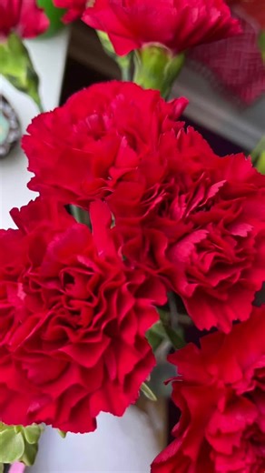 Captivating Close-Ups of Red Roses and Carnations