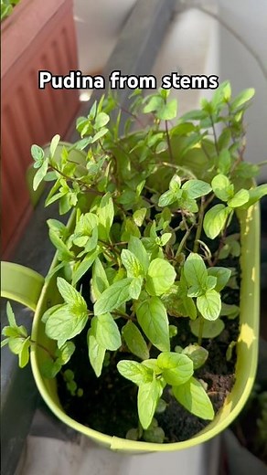 Grow pudina from steps | how to grow pudina| pudina plant in a pot |balcony garden