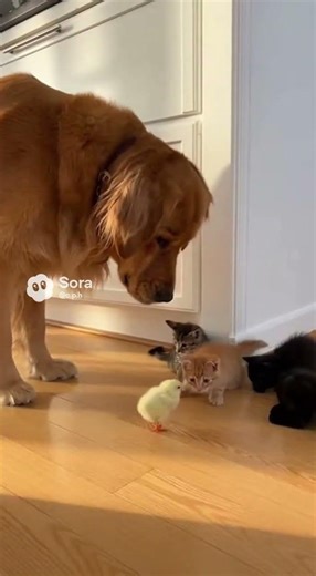 Dog teaches kittens respect #cats #dogs