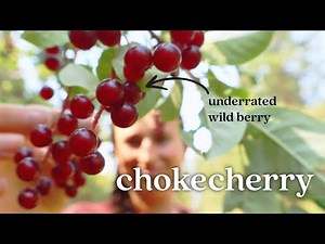 Chokecherry Identification & Uses | Foraging + Fruit Leather Recipe