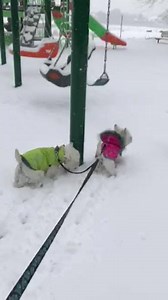 278 reactions · 12 shares | walking in a winter wonderland  | Wally Bear's World | Facebook